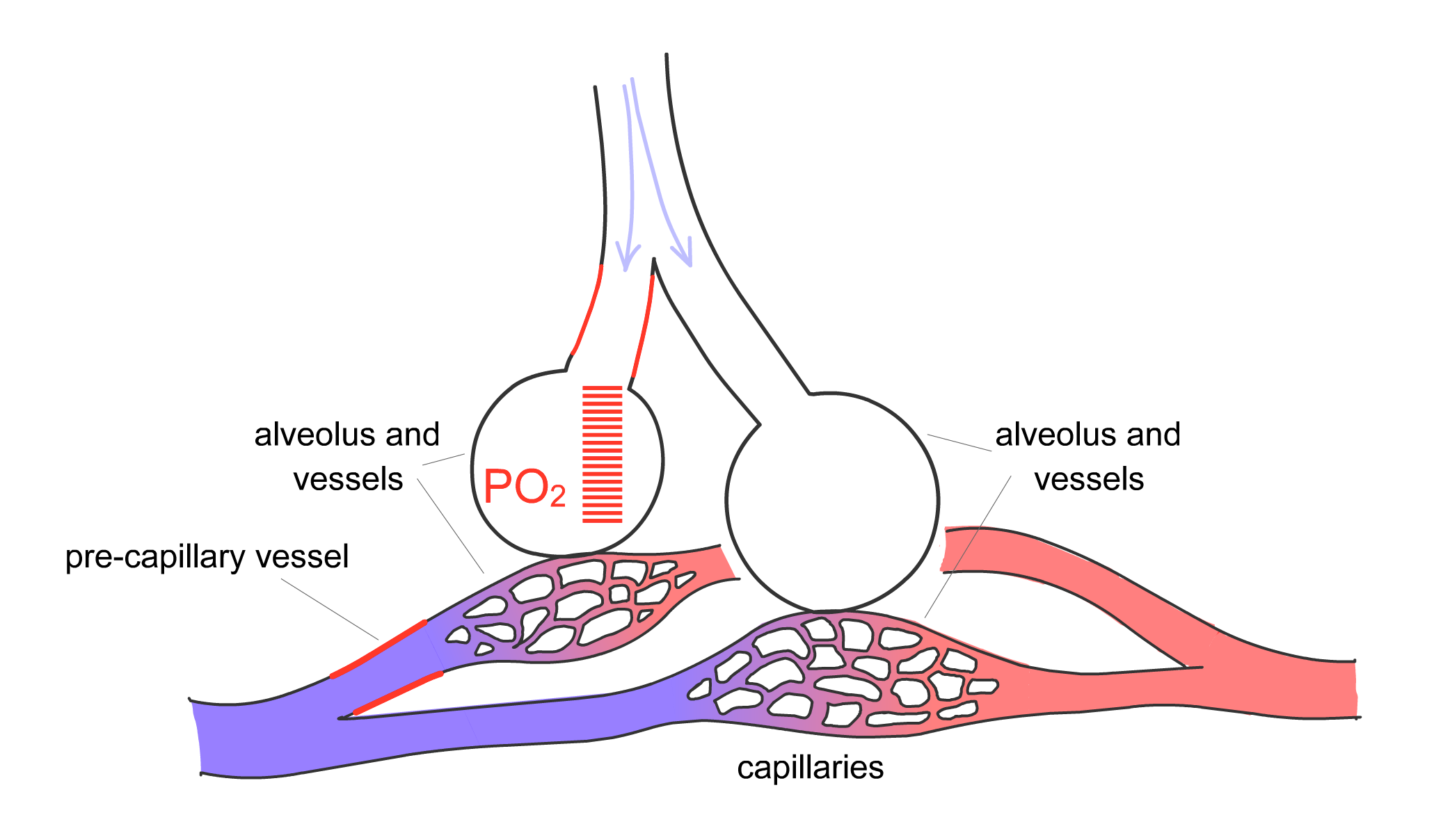 Normal airflow to two alveoli