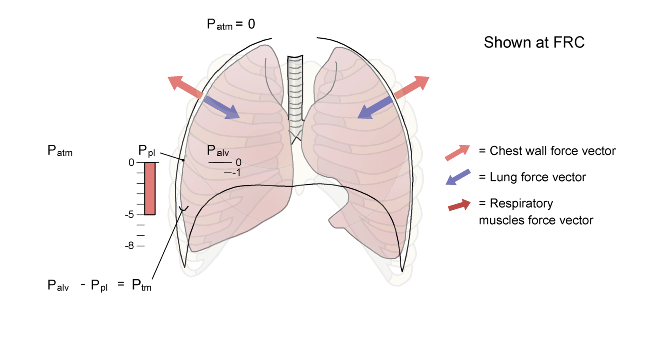 The lungs and chest well are shown at FRC, with a balance of forces and a negative pleural pressure.