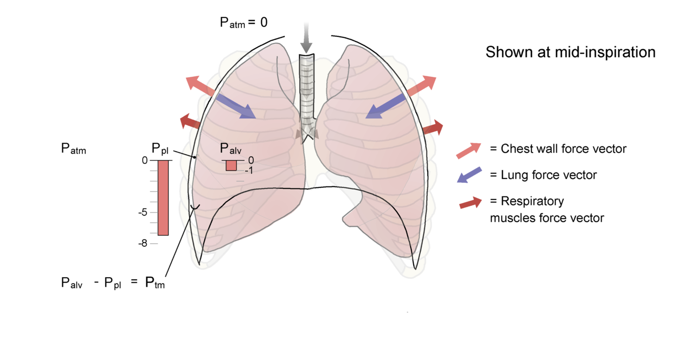 The lungs and chest wall are shown at mid-inspiration, with the forces shown and a more negative pleural pressure (shown at around -7 cm H2O).